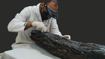 Abdelmoniem Mohammed - conservation of mummified crocodile.jpg